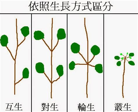 葉子在莖或枝條上的生長位置 稱作什麼 玉柱紋